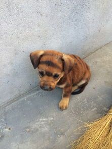 给狗狗打预防针多少钱 养狗必打的三针是哪三针
