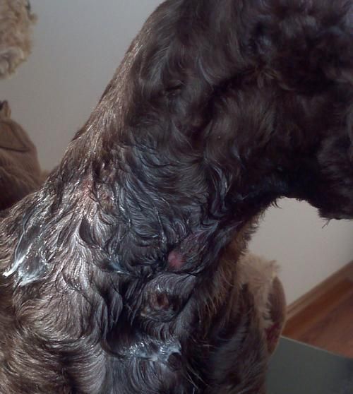 贵宾犬预防针知识大全（宠物爱好者必看！掌握这些知识，让贵宾犬健康快乐成长）