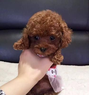 贵宾犬预防针知识大全（宠物爱好者必看！掌握这些知识，让贵宾犬健康快乐成长）