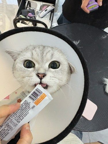 五角场超级便利的猫咪洗护店铺推荐！！！