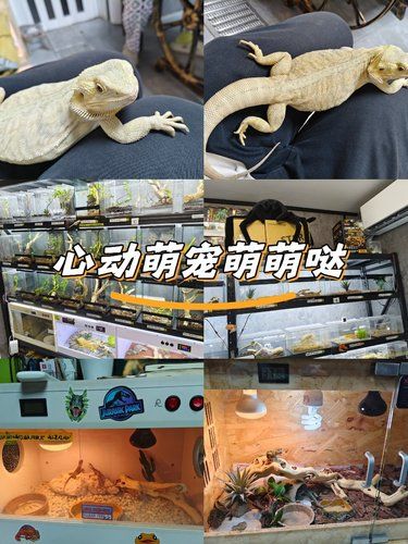 心动萌宠萌萌哒