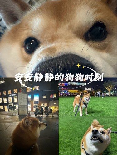 狗狗的快乐，我的快乐