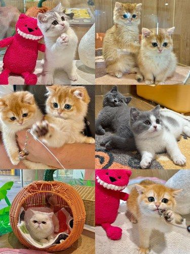 跑了珠海好多家宠物店[流泪]终于！！我也有猫了！