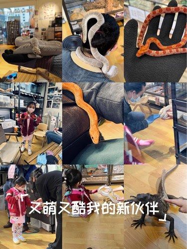 最棒的爬宠体验馆，适合小朋友