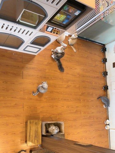 又到了五一我去耍猫猫住酒店的时间了