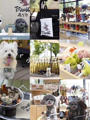 是谁的小狗还没去过这家小狗咖啡馆☕