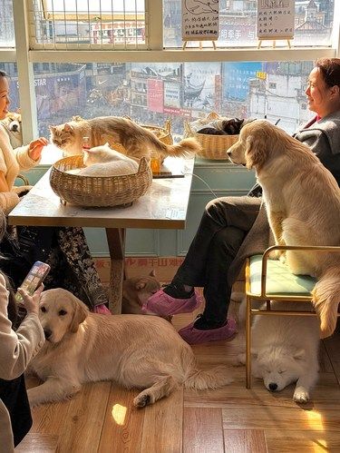 猫狗双全咖出现啦！根本没人能拒绝[双手合十]