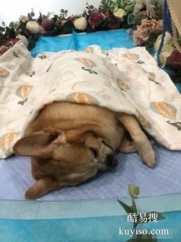 六安宠物火化服务机构,六安宠物无害化处理