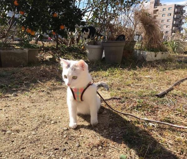 关于猫咪的“球虫病”，你需要知道这些知识，以免遇病惊慌失措