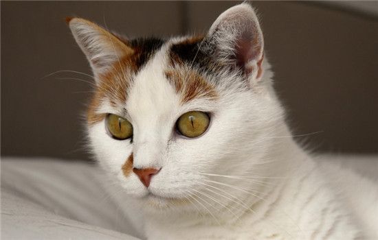 猫球虫病是什么 猫球虫病要怎么治疗