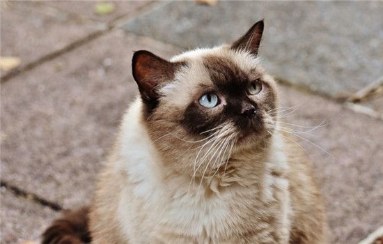 猫球虫病是什么 猫球虫病要怎么治疗