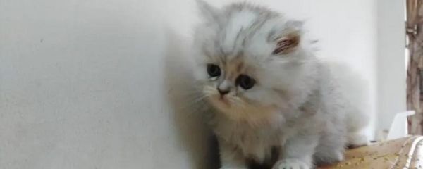猫咪缺乏维生素B1的症状，严重缺乏时可能会出现歪头