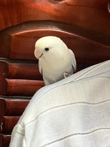 鹦鹉看诊