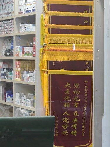 博特动物医院：拯救皮下脓肿的小天使们