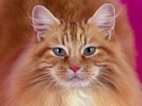 猫咪与独自居住的老奶奶