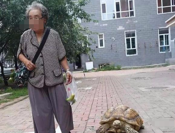 7旬老奶奶买回拳头大小的宠物，因食量惊人如今已长成怪兽模样