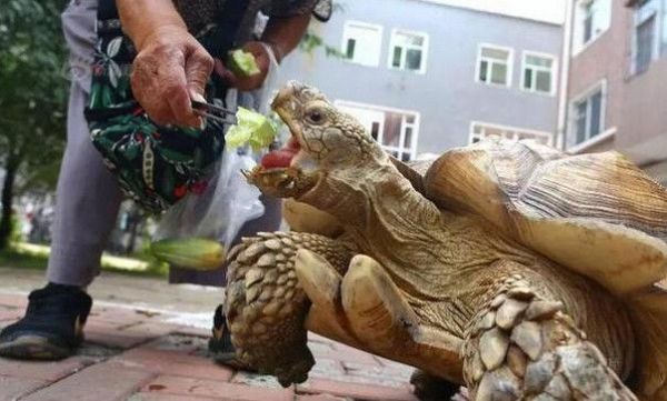 7旬老奶奶买回拳头大小的宠物，因食量惊人如今已长成怪兽模样
