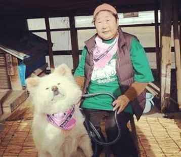 养萨摩耶长大的奶奶离开了，狗狗今后该何去何从宠物界