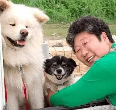 养萨摩耶长大的奶奶离开了，狗狗今后该何去何从宠物界