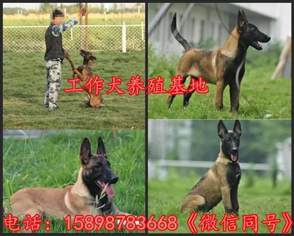 河南漯河召陵哪里有场诚信推荐