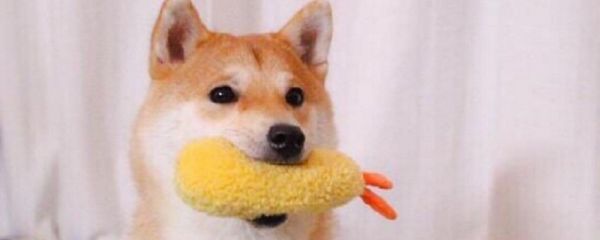 什么颜色的柴犬最贵