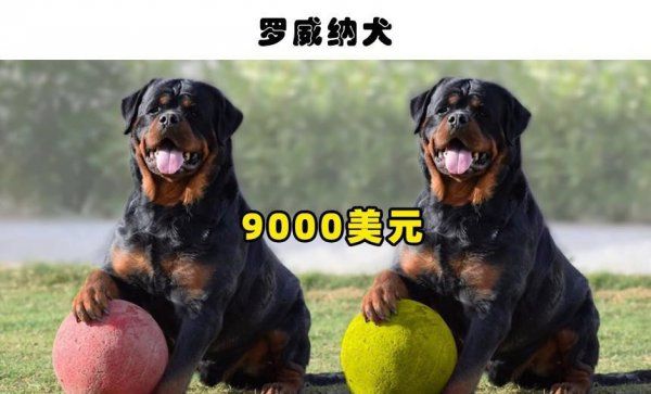 最贵的宠物狗是什么狗