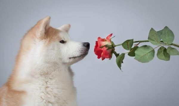 什么狗最贵最值钱？世界上最贵的狗排名前十！现在什么狗最值钱呢