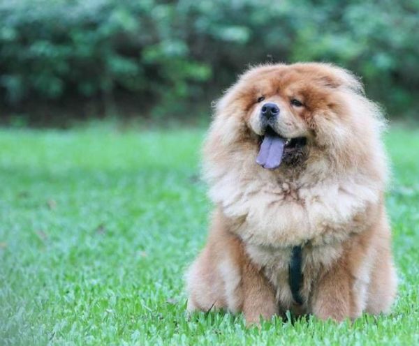 什么狗最贵最值钱？世界上最贵的狗排名前十！现在什么狗最值钱呢