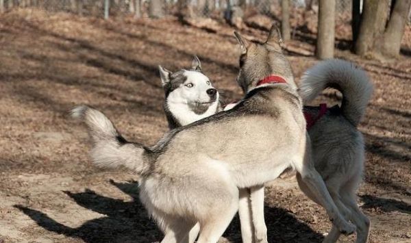 什么狗最贵最值钱？世界上最贵的狗排名前十！现在什么狗最值钱呢