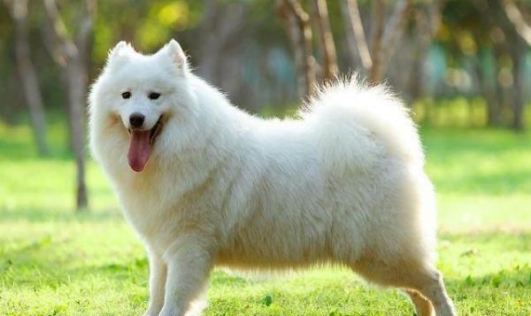 什么狗最贵最值钱？世界上最贵的狗排名前十！现在什么狗最值钱呢