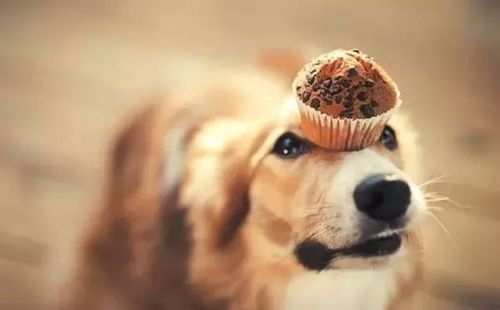 狗狗太瘦？试试这食谱，助它圆润起来！