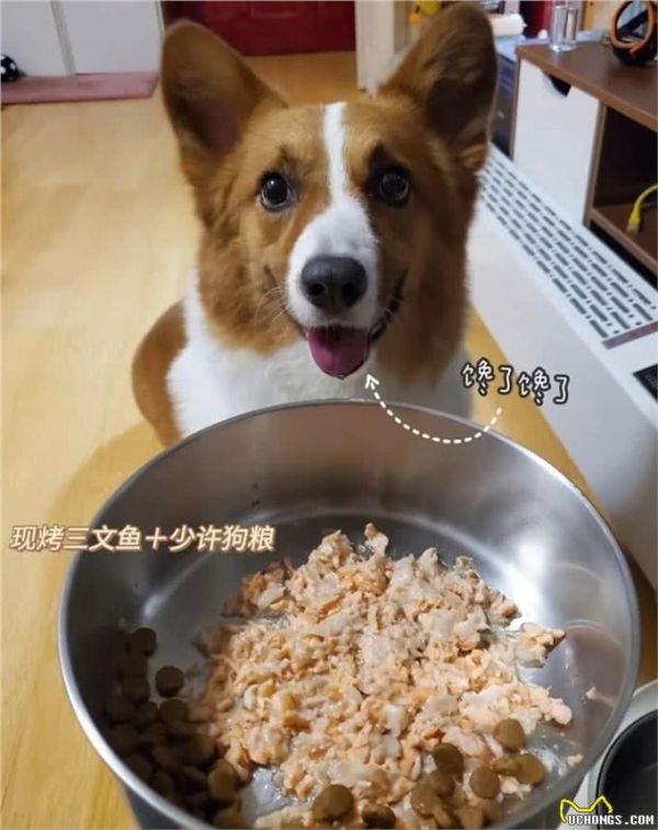 除狗粮外，狗狗吃了更健康的7种食物!如今知道刚刚好