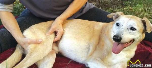 老年犬都会得关节炎？仔细察看狗狗，关节炎会让它出现这7个症状