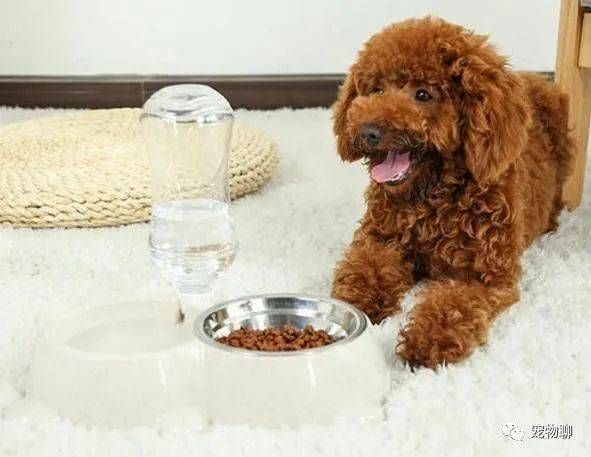 狗狗每周适量鸡蛋,健康喂食有讲究。