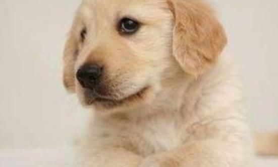 狗狗湿疹可传人,宠物主人需小心防护