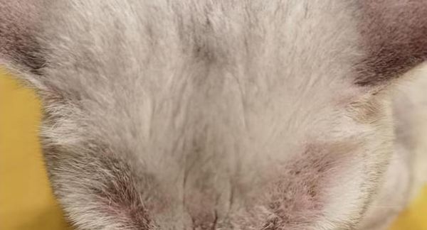 猫咪湿疹初期掉毛是正常现象吗？如何处理？