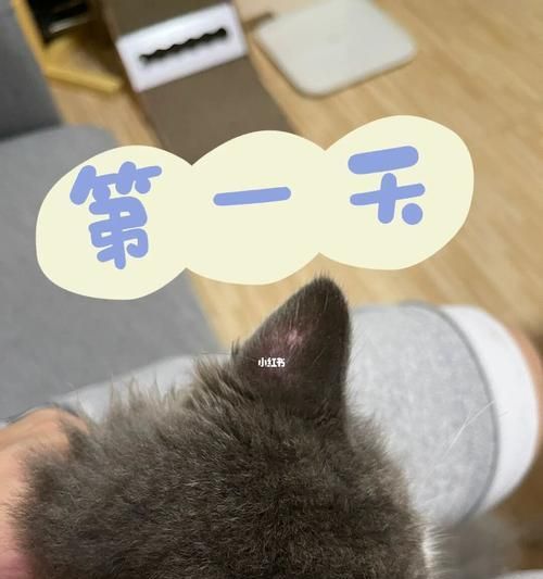 猫咪能上碘伏吗（猫咪的眼睛需要消毒吗）