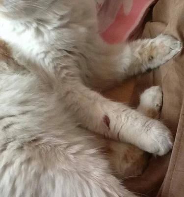 猫咪对碘伏过敏吗（了解猫咪对碘伏过敏的原因与预防措施）
