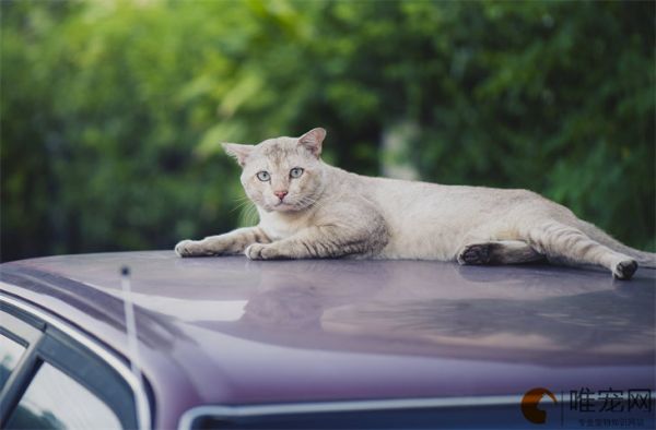 猫舔了碘伏多久会死 有事吗