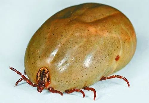 宠物身上发现蜱虫,如何安全取下?