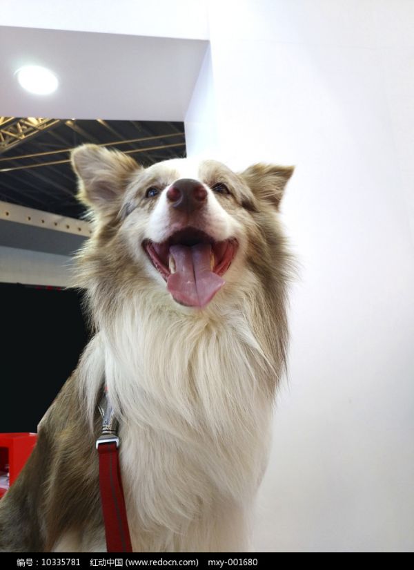 大型长毛犬图片