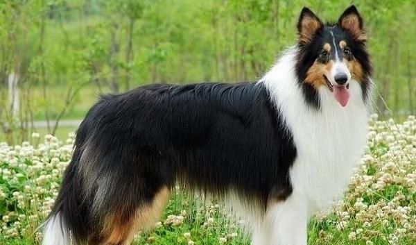长毛大型犬有哪些品种