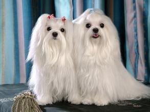 长毛大型犬有哪些品种
