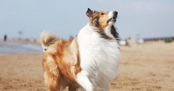 长毛大型犬有哪些品种
