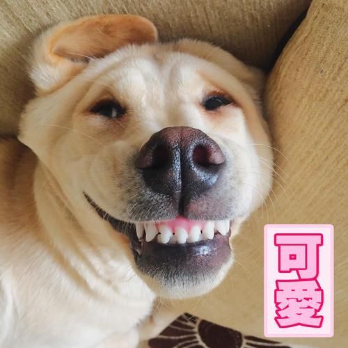 小型长毛犬的品种有哪些