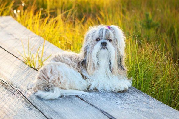 小型长毛犬的品种有哪些