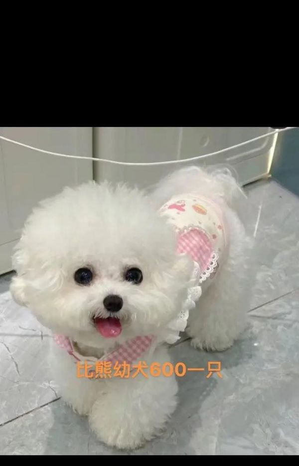 比熊宠物狗能不能吃鸡蛋黄拌狗粮？这样喂食有什么风险？