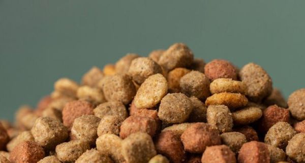 比熊宠物狗能不能吃鸡蛋黄拌狗粮？这样喂食有什么风险？