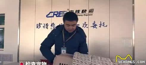 有哪些带宠物回老家的方法?