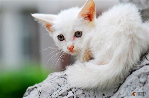 猫肠胃炎的症状是什么 怎么调理